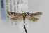  ( - CNCLEP00077085)  @12 [ ] CreativeCommons - Attribution Non-Commercial Share-Alike (2013) Jean-Francois Landry Canadian National Collection