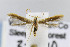  ( - CNCLEP00077222)  @14 [ ] CreativeCommons - Attribution Non-Commercial Share-Alike (2011) Jean-Francois Landry Canadian National Collection