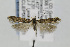  ( - CNCLEP00097001)  @13 [ ] CreativeCommons - Attribution Non-Commercial Share-Alike (2013) Jean-Francois Landry Canadian National Collection
