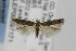  (Scrobipalpa sp. 5 - CNCLEP00097171)  @14 [ ] CreativeCommons - Attribution Non-Commercial Share-Alike (2013) Jean-Francois Landry Canadian National Collection