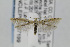  ( - CNCLEP00097199)  @15 [ ] CreativeCommons - Attribution Non-Commercial Share-Alike (2013) Jean-Francois Landry Canadian National Collection
