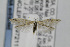  ( - CNCLEP00097211)  @14 [ ] CreativeCommons - Attribution Non-Commercial Share-Alike (2013) Jean-Francois Landry Canadian National Collection