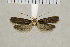  ( - CNCLEP00097815)  @14 [ ] CreativeCommons - Attribution Non-Commercial Share-Alike (2013) Jean-Francois Landry Canadian National Collection