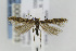  ( - CNCLEP00097913)  @13 [ ] CreativeCommons - Attribution Non-Commercial Share-Alike (2013) Jean-Francois Landry Canadian National Collection