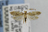  ( - CNCLEP00097931)  @13 [ ] CreativeCommons - Attribution Non-Commercial Share-Alike (2013) Jean-Francois Landry Canadian National Collection