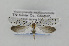  ( - CNCLEP00097981)  @11 [ ] CreativeCommons - Attribution Non-Commercial Share-Alike (2013) Jean-Francois Landry Canadian National Collection