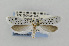  ( - CNCLEP00097983)  @14 [ ] CreativeCommons - Attribution Non-Commercial Share-Alike (2013) Jean-Francois Landry Canadian National Collection