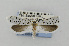  ( - CNCLEP00097985)  @13 [ ] CreativeCommons - Attribution Non-Commercial Share-Alike (2013) Jean-Francois Landry Canadian National Collection