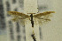  ( - CNCLEP00108905)  @13 [ ] CreativeCommons - Attribution Non-Commercial Share-Alike (2014) Jean-Francois Landry Canadian National Collection