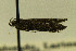  ( - CSUENT0048625)  @11 [ ] Copyright (2014) Jean-Francois Landry Canadian National Collection