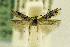  (Gnorimoschema coquillettella - DMNS ZE.49161)  @14 [ ] Copyright (2014) Jean-Francois Landry Canadian National Collection