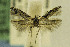 ( - DMNS ZE.49162)  @14 [ ] Copyright (2014) Jean-Francois Landry Canadian National Collection
