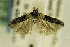  ( - DMNS ZE.49167)  @13 [ ] Copyright (2014) Jean-Francois Landry Canadian National Collection