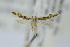  ( - MEM13225)  @11 [ ] Copyright (2013) Jean-Francois Landry Canadian National Collection