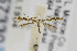 ( - USNMENT00657330)  @14 [ ] Copyright (2011) Jean-Francois Landry Canadian National Collection