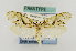  (Palaephatus pallidus - USNMENT00657341)  @11 [ ] Copyright (2011) Jean-Francois Landry Canadian National Collection