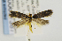  (Tinea boliviana - USNMENT00657387)  @14 [ ] Copyright (2011) Jean-Francois Landry Canadian National Collection