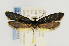  (Tinea PE1 - USNMENT00657405)  @11 [ ] Copyright (2011) Jean-Francois Landry Canadian National Collection