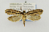  (Tinea dividuella - USNMENT00657422)  @11 [ ] Copyright (2011) Jean-Francois Landry Canadian National Collection