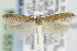  ( - CNCLEP00025292.1)  @13 [ ] CreativeCommons - Attribution Non-Commercial Share-Alike (2013) Jean-Francois Landry Canadian National Collection