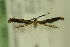  ( - CNCLEP00033956.1)  @11 [ ] CreativeCommons - Attribution Non-Commercial Share-Alike (2013) Jean-Francois Landry Canadian National Collection
