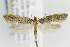 ( - CNCLEP00077066)  @14 [ ] CreativeCommons - Attribution Non-Commercial Share-Alike (2013) Jean-Francois Landry Canadian National Collection