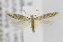  ( - CNCLEP00077071)  @13 [ ] CreativeCommons - Attribution Non-Commercial Share-Alike (2013) Jean-Francois Landry Canadian National Collection