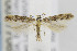  ( - CNCLEP00077089)  @13 [ ] CreativeCommons - Attribution Non-Commercial Share-Alike (2013) Jean-Francois Landry Canadian National Collection