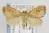  ( - CNCLEP00078106)  @14 [ ] CreativeCommons - Attribution Non-Commercial Share-Alike (2013) Jean-Francois Landry Canadian National Collection