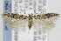  (Gnorimoschema ligulatum - CNCLEP00096995)  @15 [ ] CreativeCommons - Attribution Non-Commercial Share-Alike (2013) Jean-Francois Landry Canadian National Collection