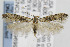 (Gnorimoschema VNG063 - CNCLEP00096997)  @14 [ ] CreativeCommons - Attribution Non-Commercial Share-Alike (2013) Jean-Francois Landry Canadian National Collection