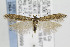  ( - CNCLEP00096999)  @14 [ ] CreativeCommons - Attribution Non-Commercial Share-Alike (2013) Jean-Francois Landry Canadian National Collection