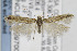  ( - CNCLEP00097002)  @14 [ ] CreativeCommons - Attribution Non-Commercial Share-Alike (2013) Jean-Francois Landry Canadian National Collection