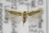  ( - CNCLEP00097179)  @11 [ ] CreativeCommons - Attribution Non-Commercial Share-Alike (2013) Jean-Francois Landry Canadian National Collection
