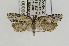  ( - CNCLEP00098042)  @13 [ ] CreativeCommons - Attribution Non-Commercial Share-Alike (2013) Jean-Francois Landry Canadian National Collection