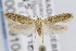  ( - CNCLEP00099104)  @14 [ ] CreativeCommons - Attribution Non-Commercial Share-Alike (2013) Jean-Francois Landry Canadian National Collection