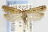  ( - CNCLEP00099109)  @14 [ ] CreativeCommons - Attribution Non-Commercial Share-Alike (2013) Jean-Francois Landry Canadian National Collection