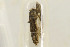  ( - CNCLEP00099133)  @11 [ ] CreativeCommons - Attribution Non-Commercial Share-Alike (2013) Jean-Francois Landry Canadian National Collection