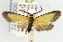 ( - CNCLEP00099172)  @13 [ ] CreativeCommons - Attribution Non-Commercial Share-Alike (2013) Jean-Francois Landry Canadian National Collection