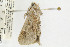  ( - CNCLEP00099197)  @12 [ ] CreativeCommons - Attribution Non-Commercial Share-Alike (2013) Jean-Francois Landry Canadian National Collection