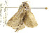  ( - CNCLEP00099199)  @12 [ ] CreativeCommons - Attribution Non-Commercial Share-Alike (2013) Jean-Francois Landry Canadian National Collection