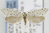 (Greya piperella - CNCLEP00099236)  @14 [ ] CreativeCommons - Attribution Non-Commercial Share-Alike (2013) Jean-Francois Landry Canadian National Collection