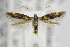  ( - CNCLEP00099262)  @14 [ ] CreativeCommons - Attribution Non-Commercial Share-Alike (2013) Jean-Francois Landry Canadian National Collection