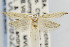  (Sophronia primella - CNCLEP00099324)  @14 [ ] CreativeCommons - Attribution Non-Commercial Share-Alike (2013) Jean-Francois Landry Canadian National Collection
