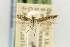  ( - EMEC331010)  @11 [ ] Copyright (2012) Unspecified Essig Museum of Entomology