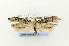  ( - EMEC331021)  @12 [ ] Copyright (2012) Unspecified Essig Museum of Entomology