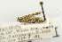  ( - EMEC331030)  @11 [ ] Copyright (2012) Unspecified Essig Museum of Entomology