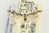  ( - EMEC331036)  @11 [ ] Copyright (2012) Unspecified Essig Museum of Entomology