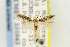 ( - EMEC331043)  @11 [ ] Copyright (2012) Unspecified Essig Museum of Entomology