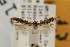  ( - EMEC80271)  @11 [ ] Copyright (2012) Unspecified Essig Museum of Entomology